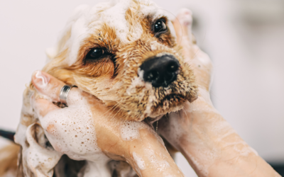 A Guide on How to Find Pet Grooming Clients