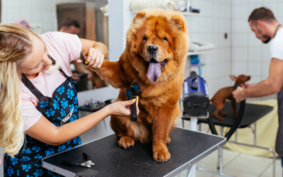 Client Relations in Pet Grooming: How to Deal with Difficult Pet Owners