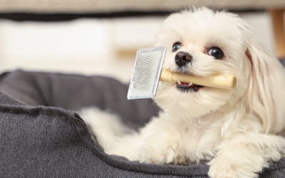 How to Get More Pet Grooming Appointments