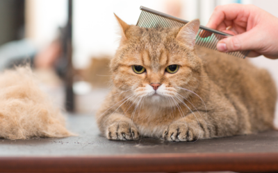 Pricing Pet Grooming Services: Tips & Strategies