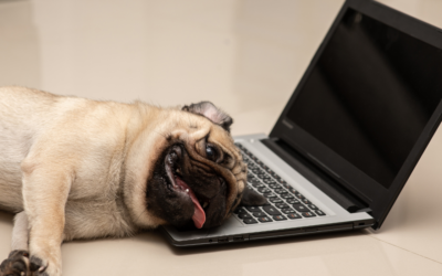 Selecting the Best Pet Grooming Software in 2023