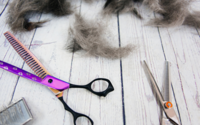 A Comprehensive Guide to Pet Grooming Business Management