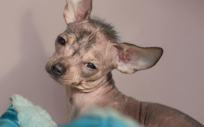 How to Manage Client Expectations as a New Groomer