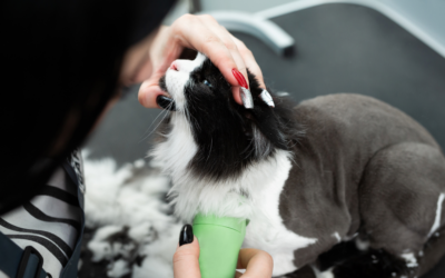 How to Market a Pet Grooming Business