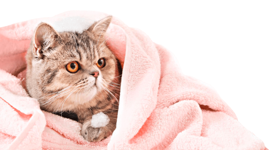 cat in pink towel