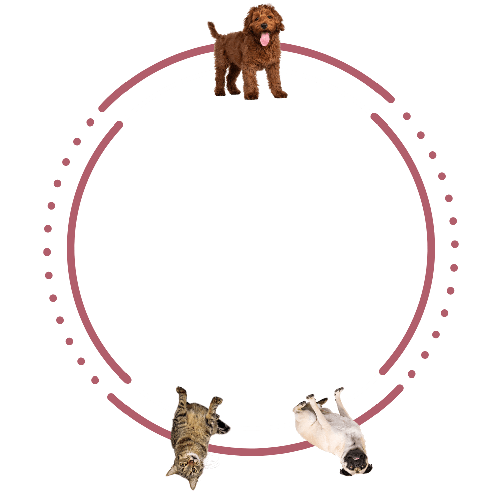 spinning dog graphic