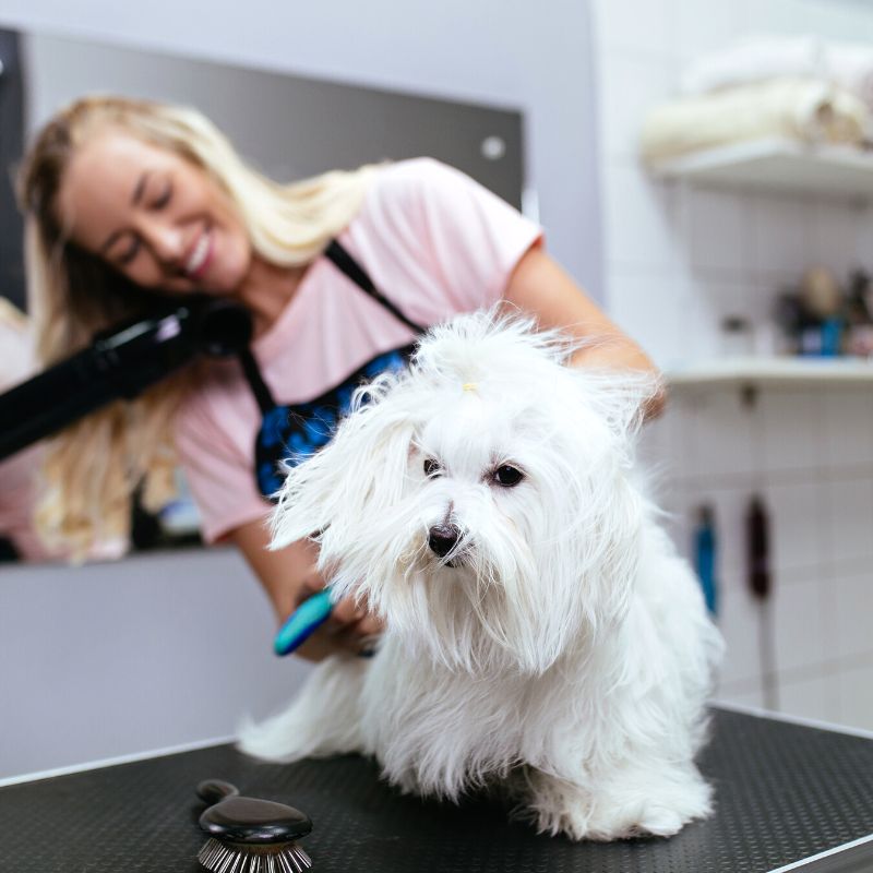 team member happily grooming white dog at salon