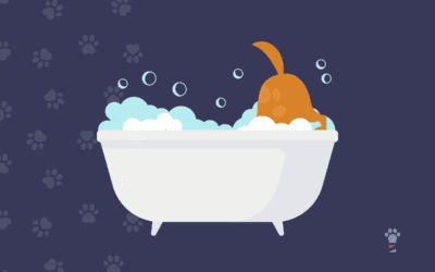 Selecting the Best Pet Grooming Software in 2023