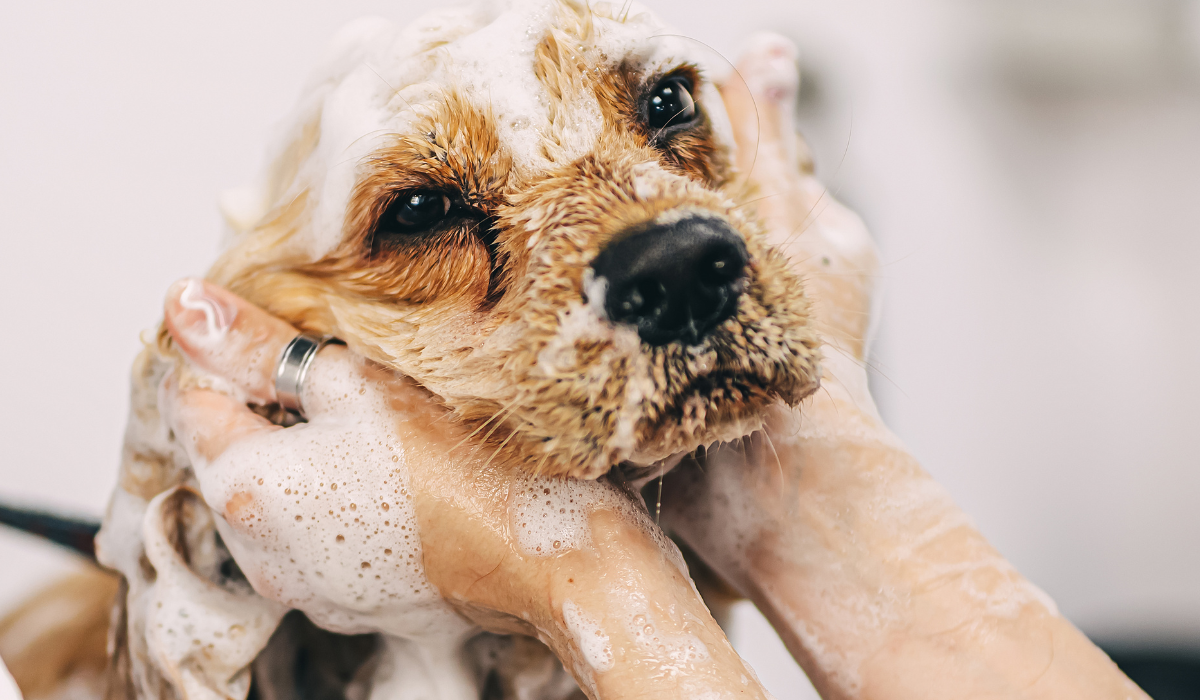 A Guide on How to Find Pet Grooming Clients