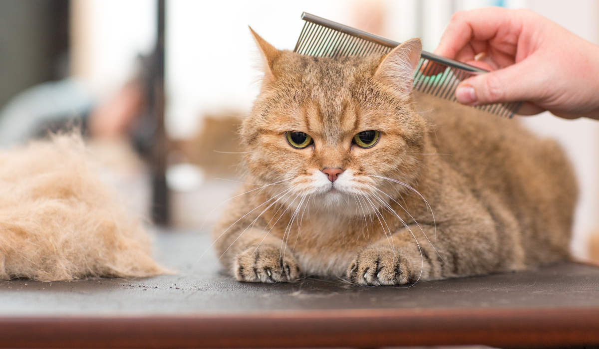 Pricing Pet Grooming Services: Tips & Strategies