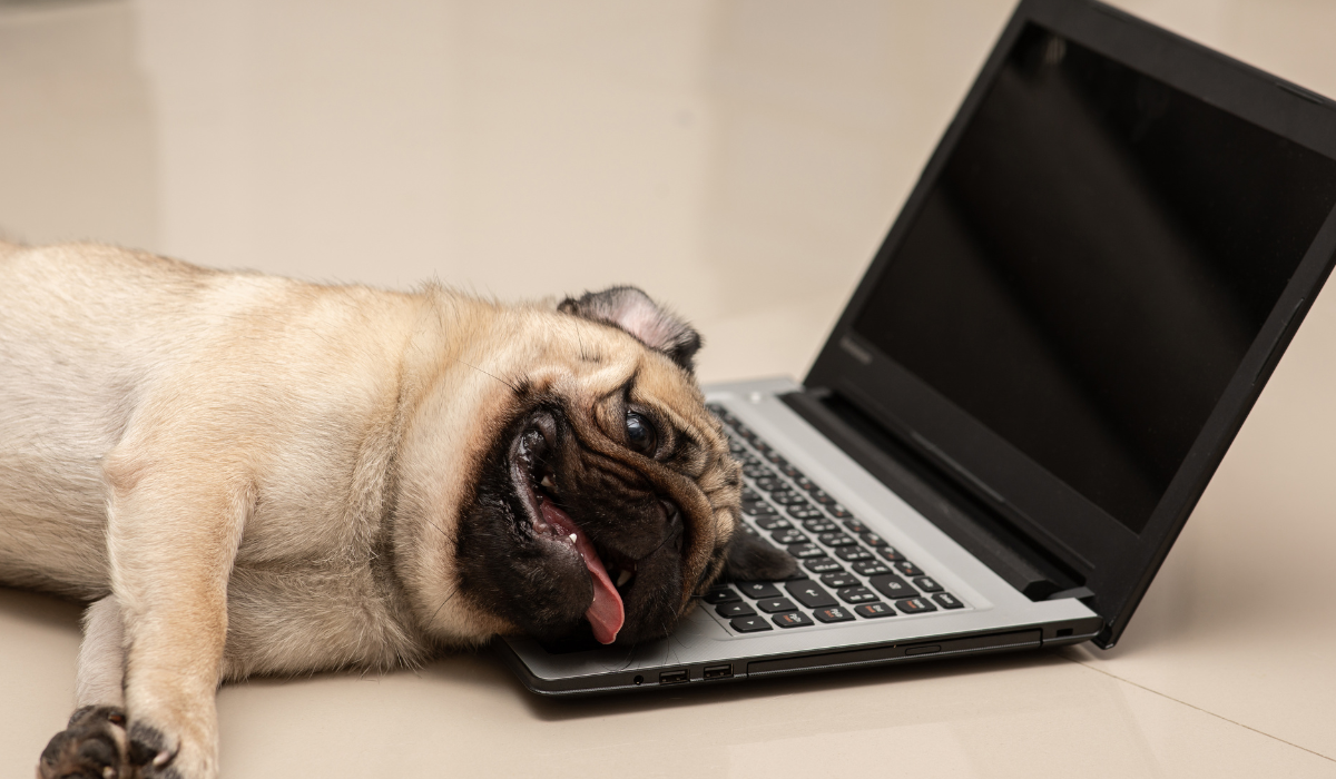 Selecting the Best Pet Grooming Software