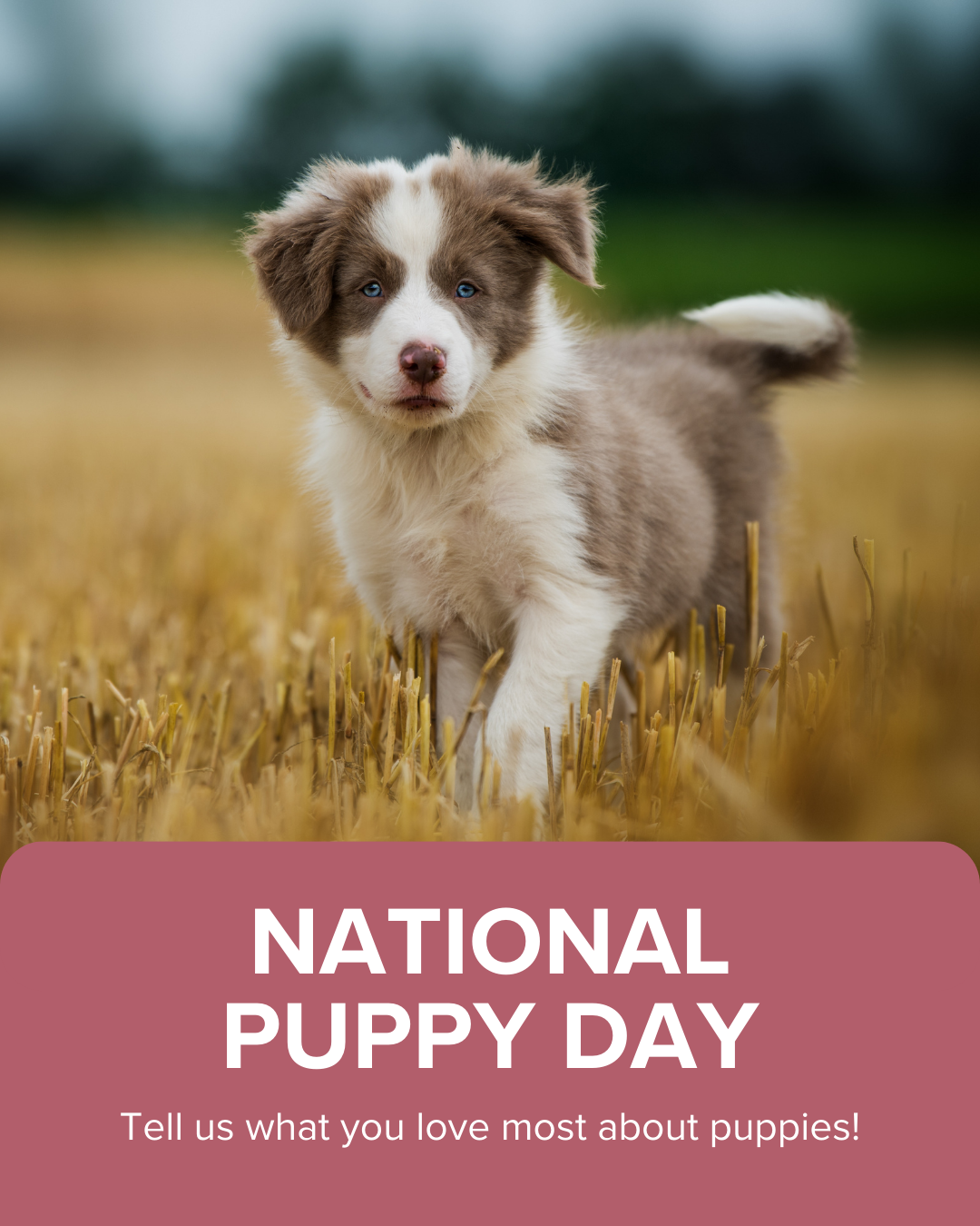 National Puppy Day 1