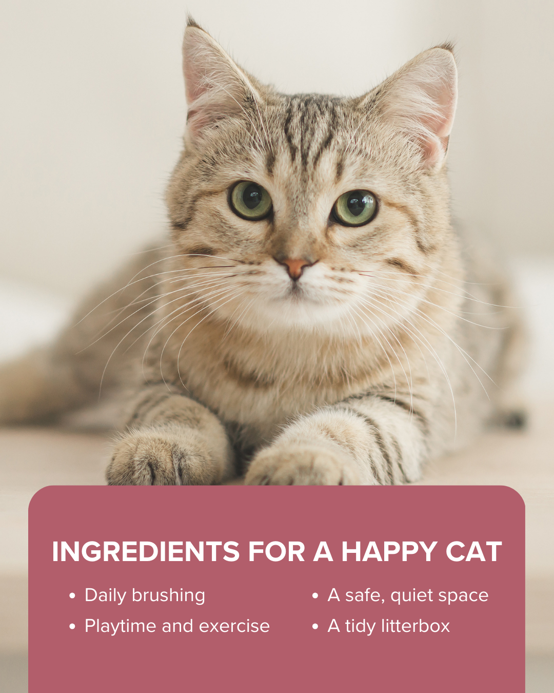 Respect Your Cat Day 1