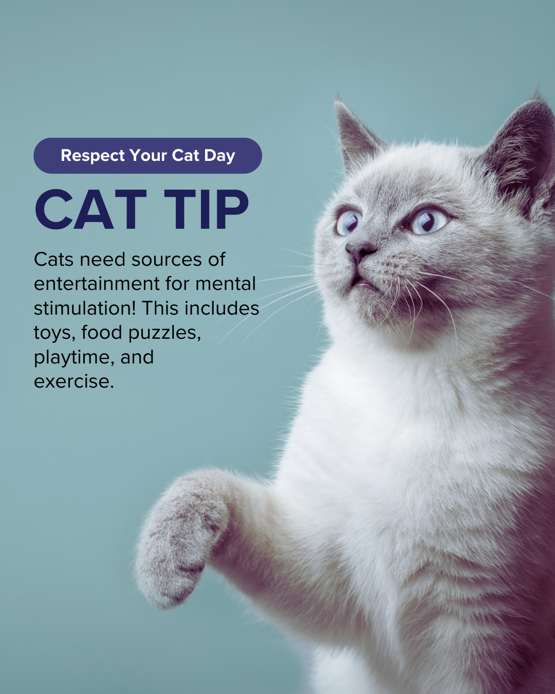 Respect Your Cat Day 2