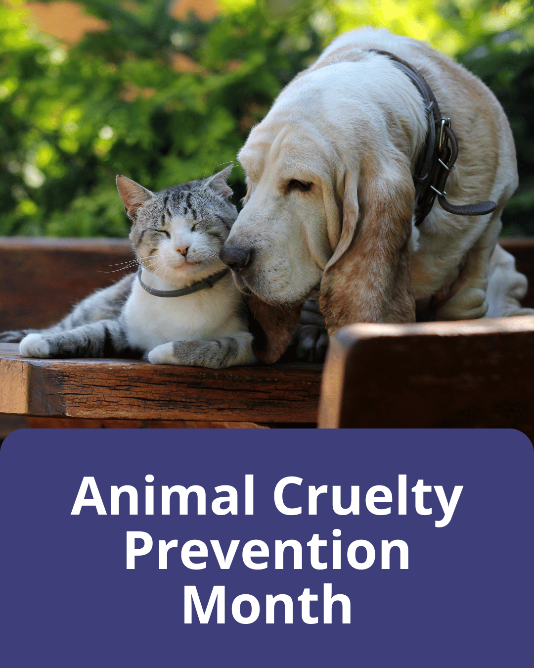 12 Animal Cruelty Prevention Month