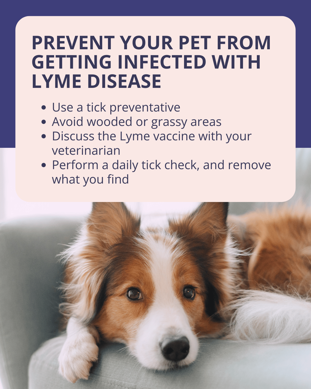 7 Lyme Disease Prevention