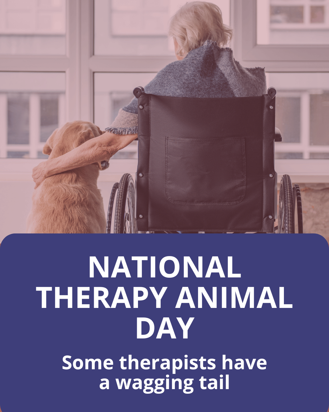 9 National Therapy Animal Day