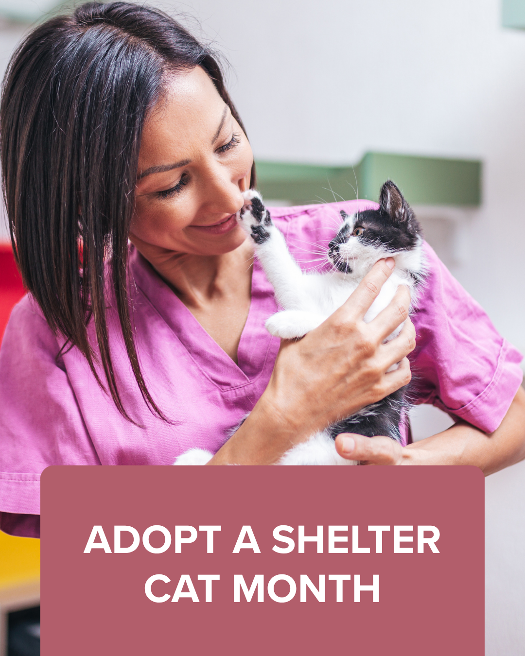 Adopt a shelter cat month graphic