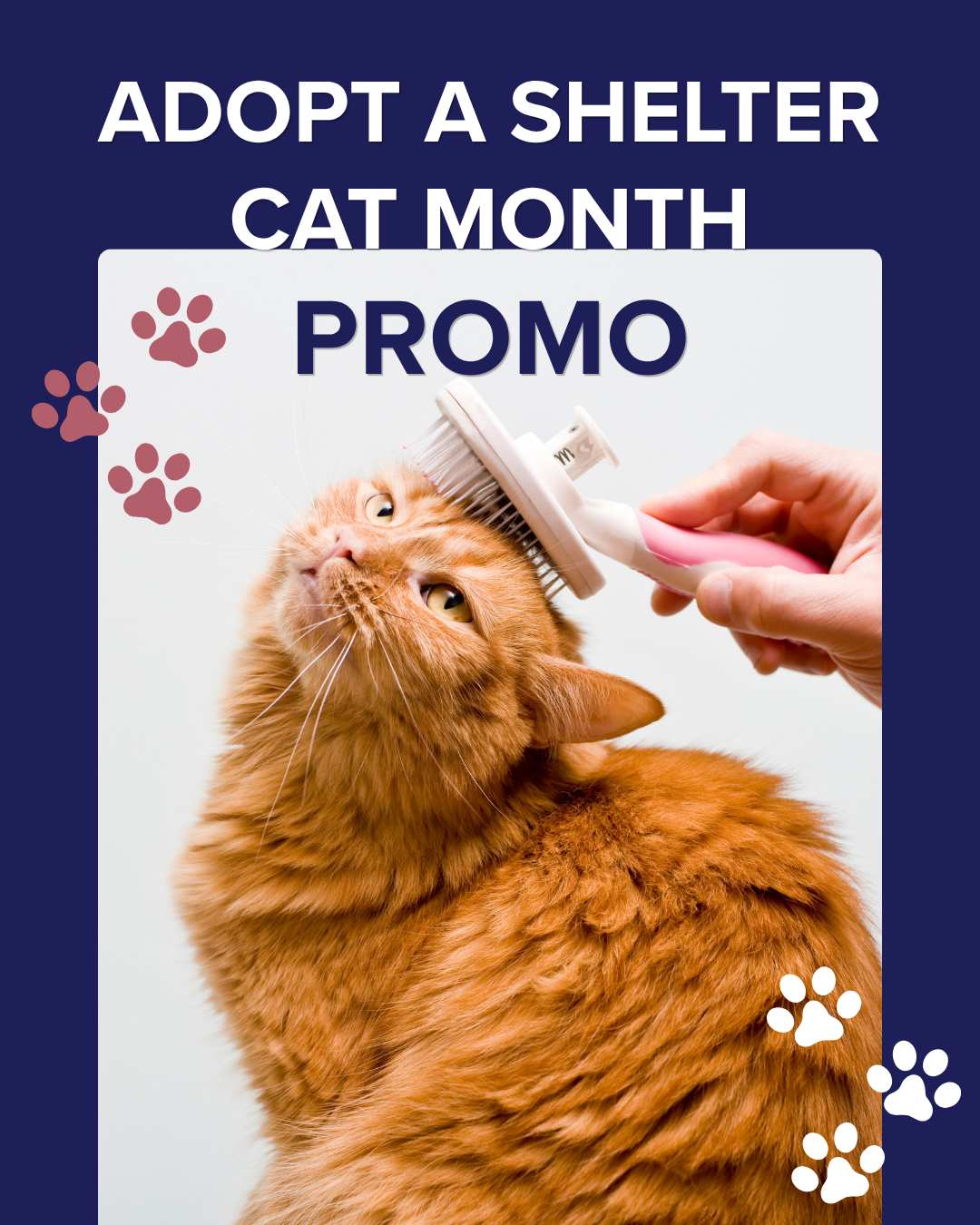 Adopt a shelter cat month promo graphic