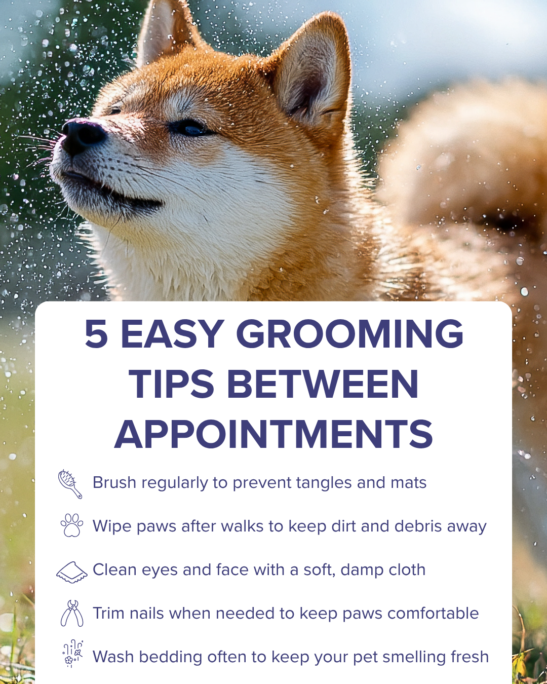 5 easy grooming tips between appointments graphic