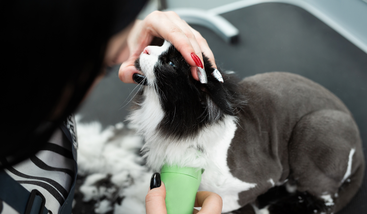 How to Market a Pet Grooming Business