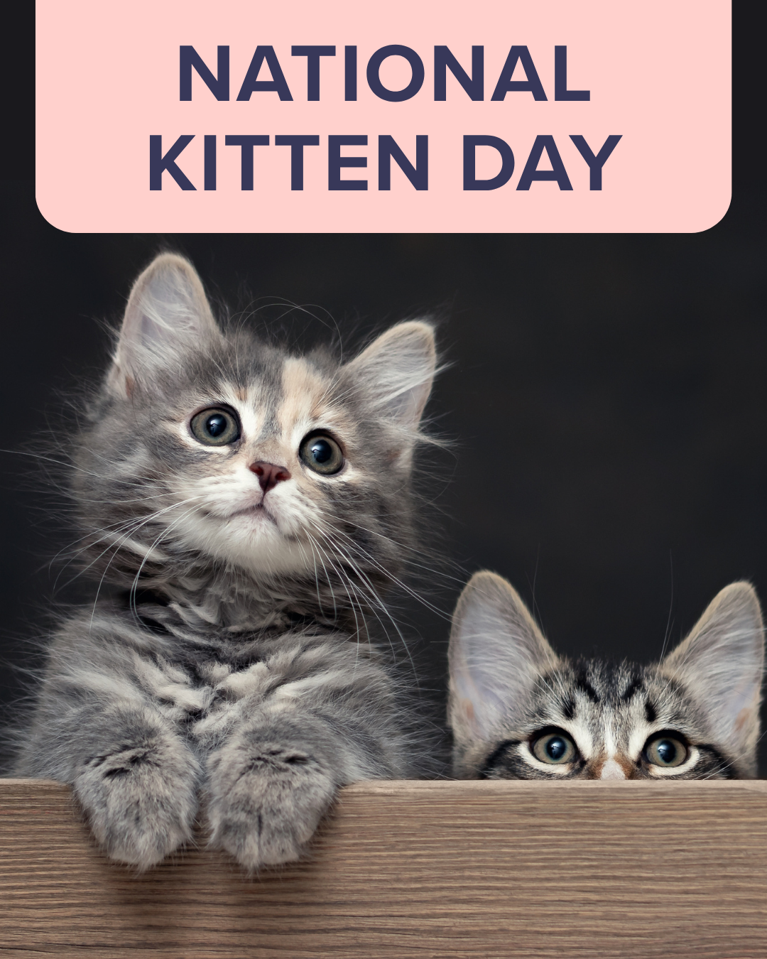 Hug your cat day social graphic