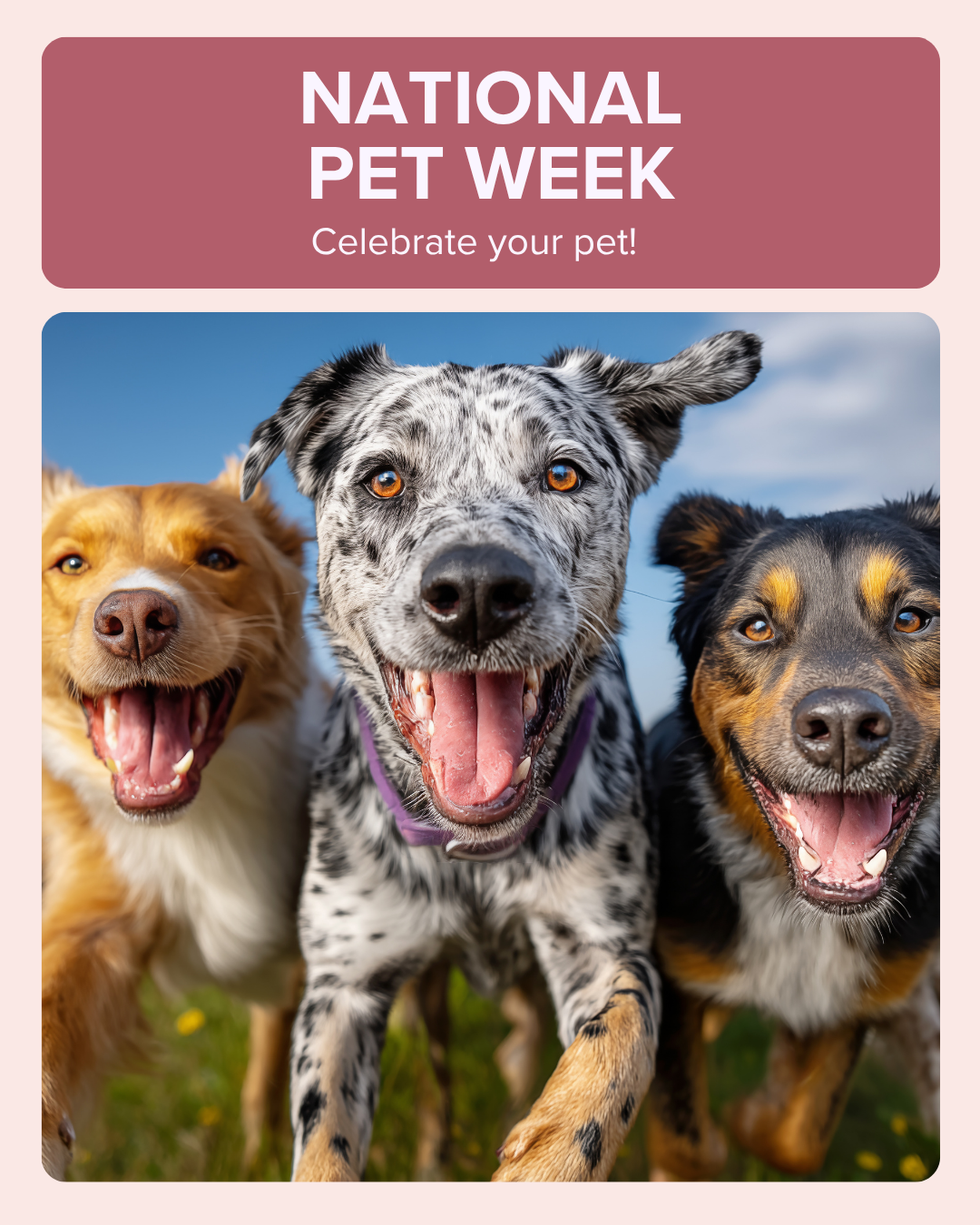 National pet week social graphic