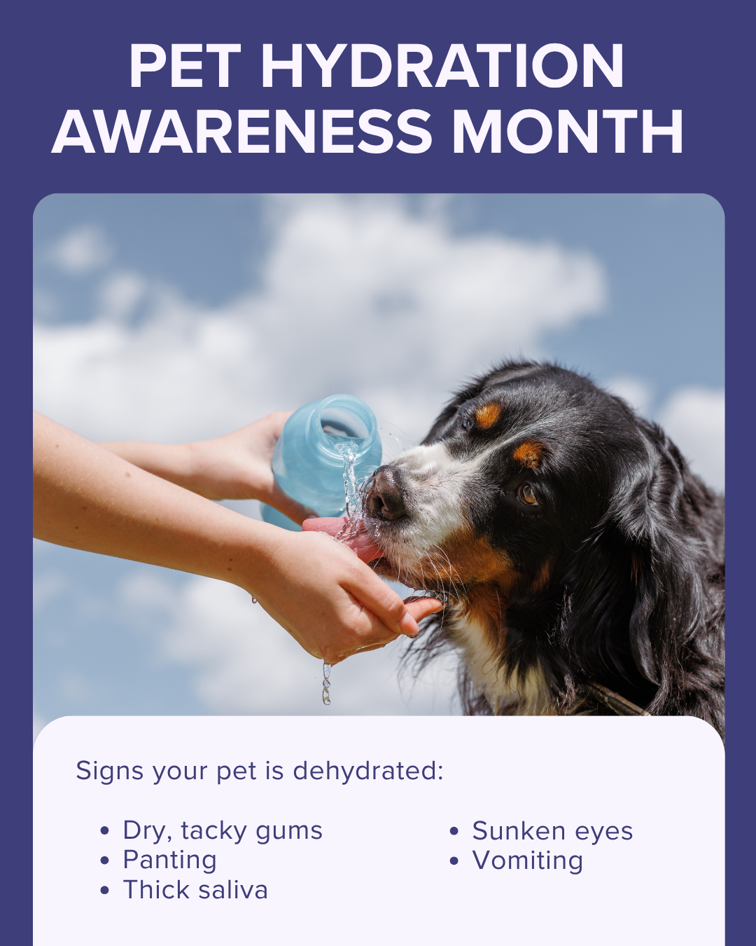 Pet hydration awareness month graphic